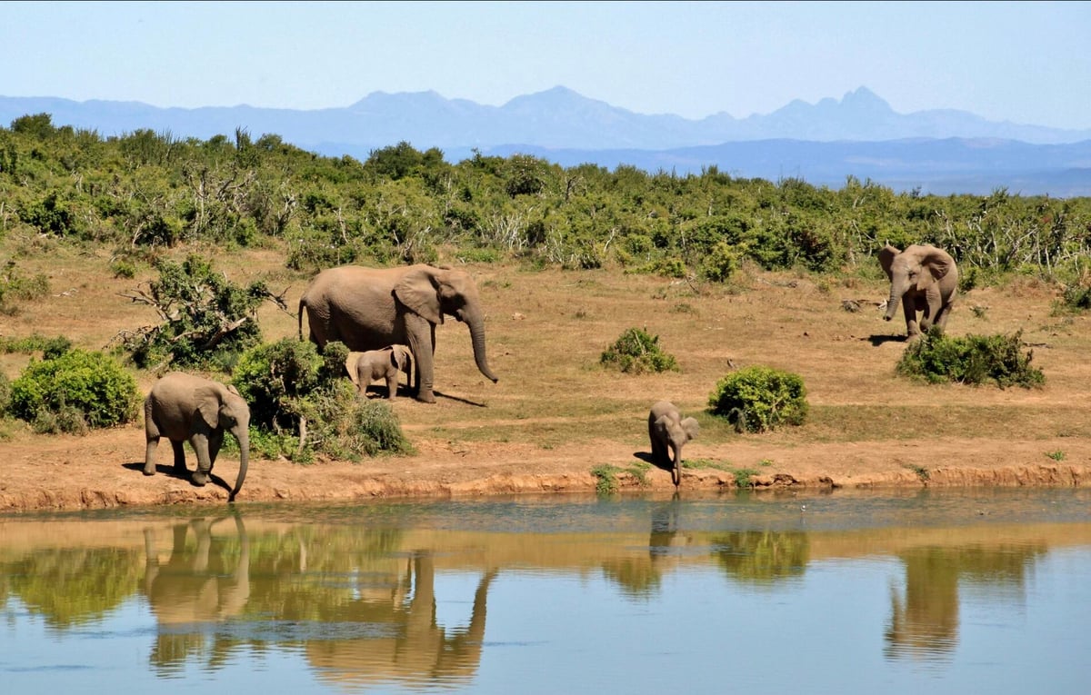 10 Day African Safari