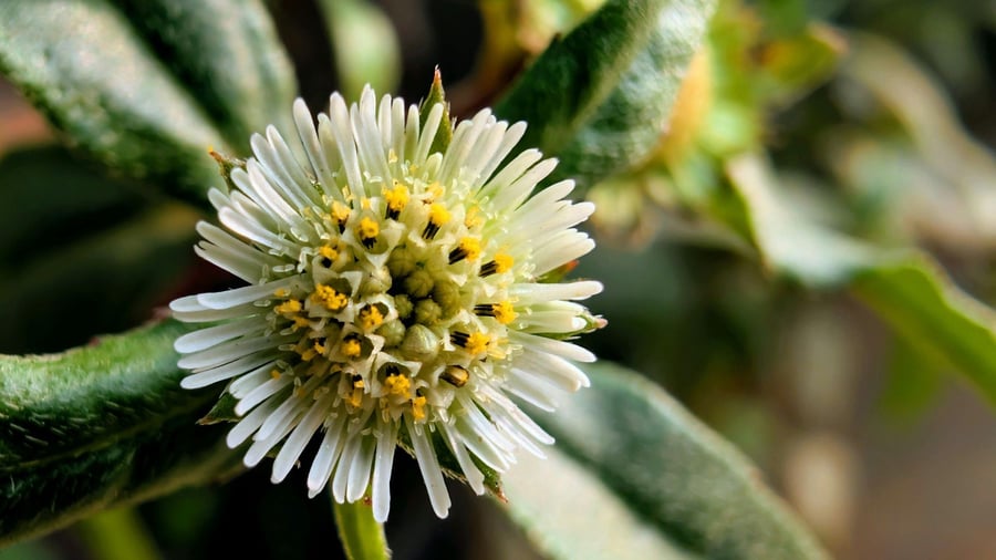 Ayurvedic Reset at Flow Yoga Georgetown in Cedar Park